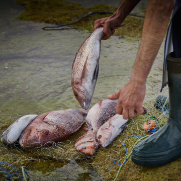 Pescado del día - Restaurante El Faro de Cádiz